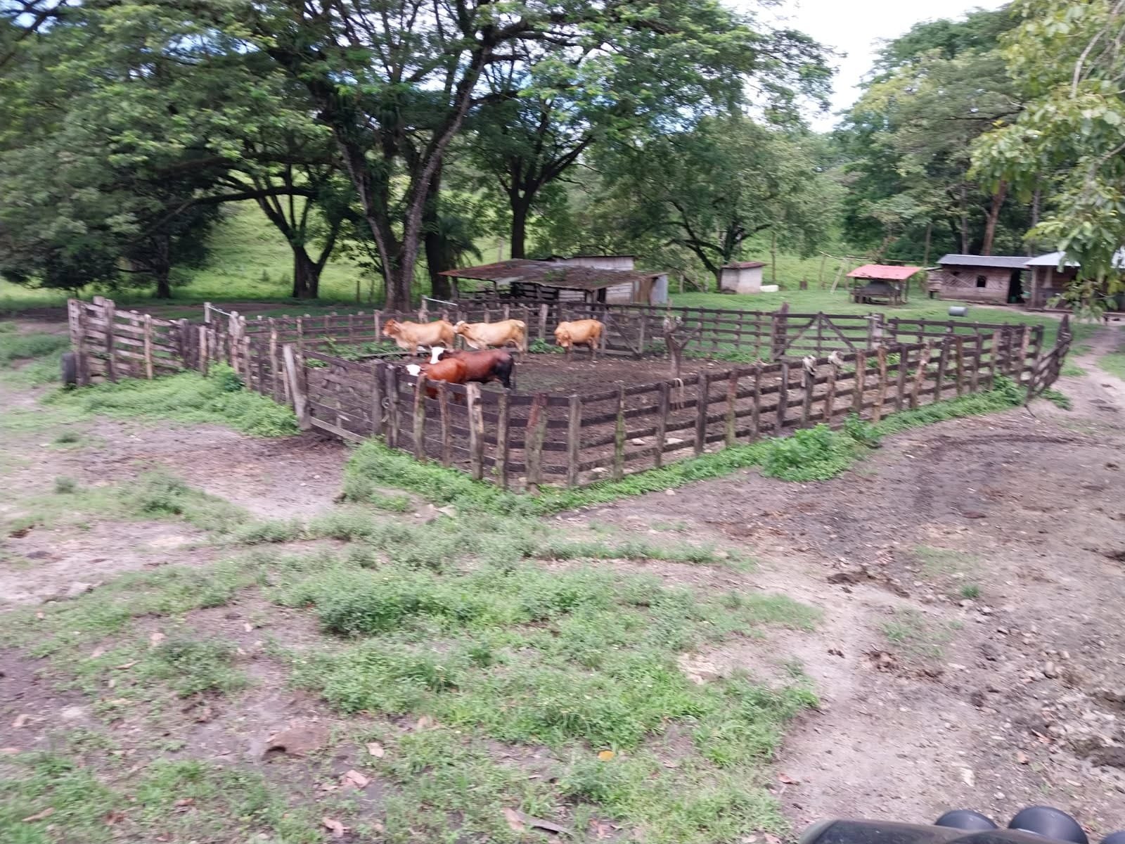 A small farm with a fenced animal pen containing several cows, surrounded by green grass and trees, with small farm buildings in the background.
