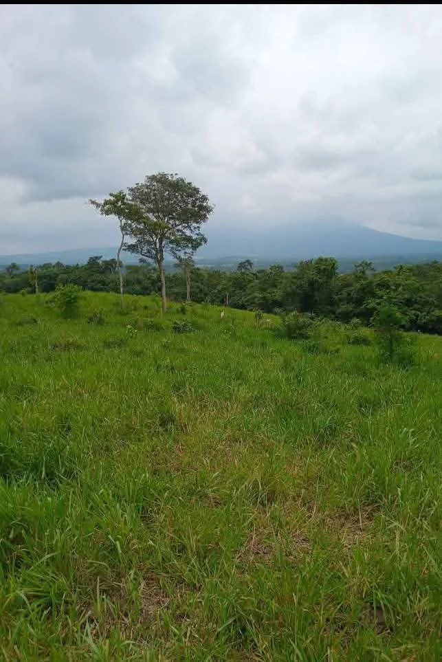 A grassy field with a single tree in the midground and a mountainous landscape in the background under a cloudy sky.