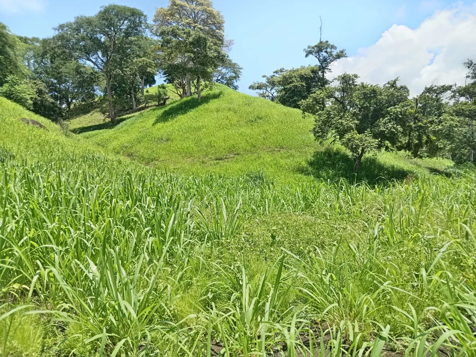 Lush green hillside with trees and grass, cloudy blue sky in the background.