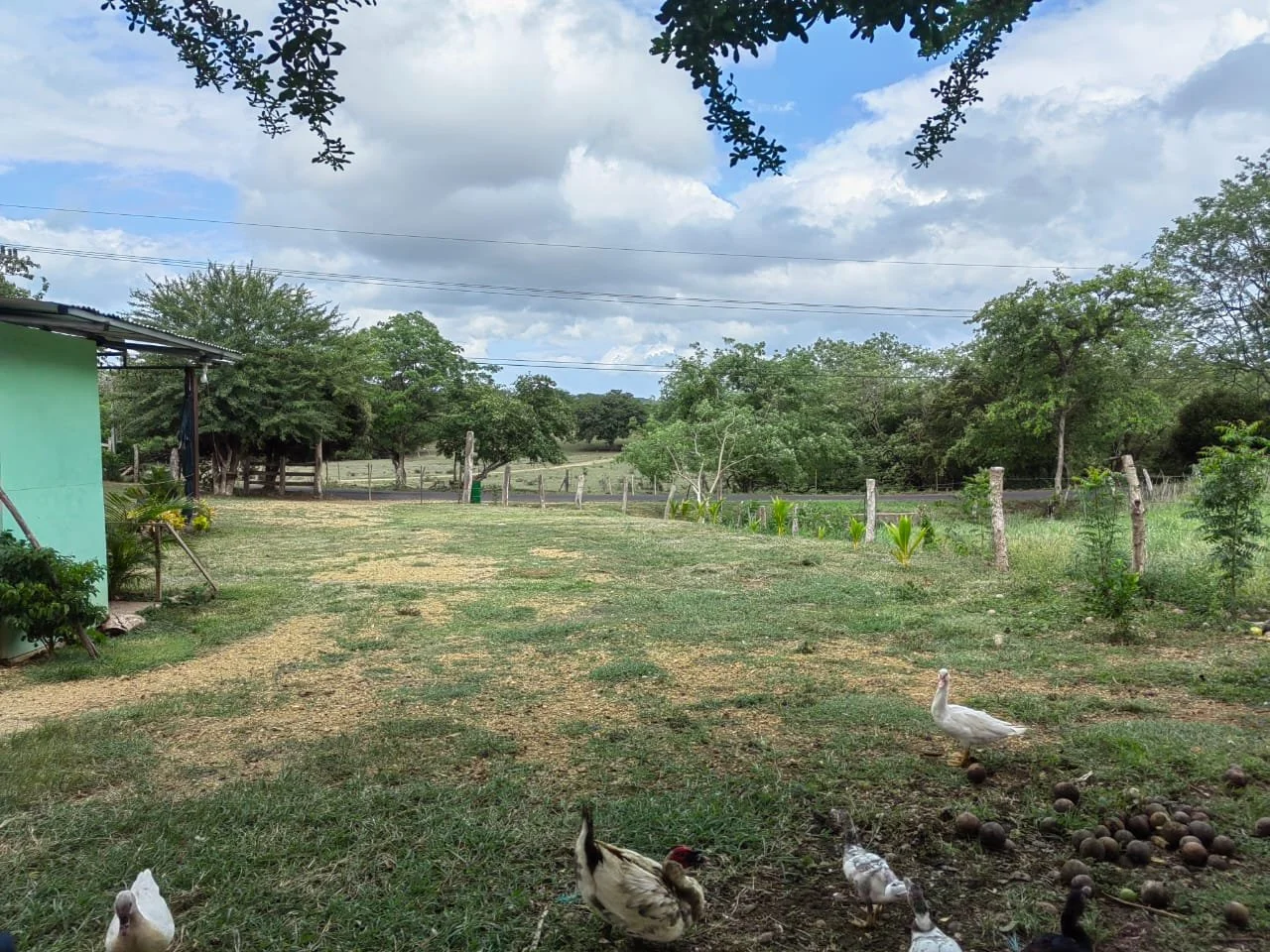 A rural backyard with a green house on the left, chickens and a duck on the grass, a fence, trees, and a cloudy sky in the background.