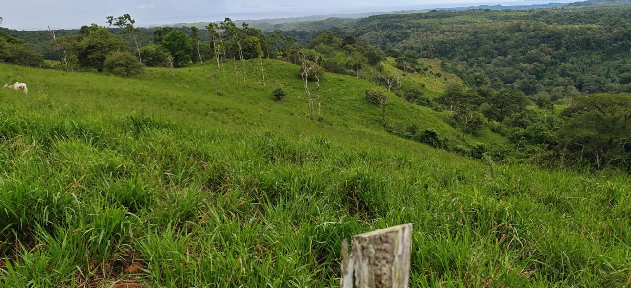 Lush green hillside landscape with tall grass, scattered trees, a white horse grazing on the left, and rolling hills in the background under a cloudy sky.