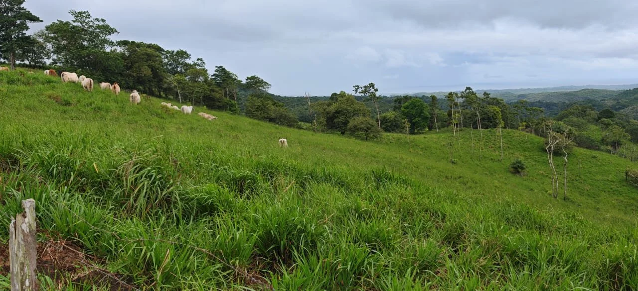 Hilly green landscape with tall grass, trees, and a herd of white cows grazing across the hillside under a cloudy sky.