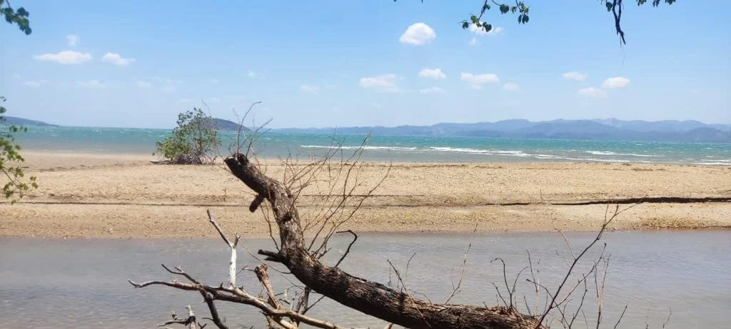 A beach scene with sandy shores, a body of water, and a fallen tree branch in the foreground. There are mountains in the distance under a partly cloudy sky.