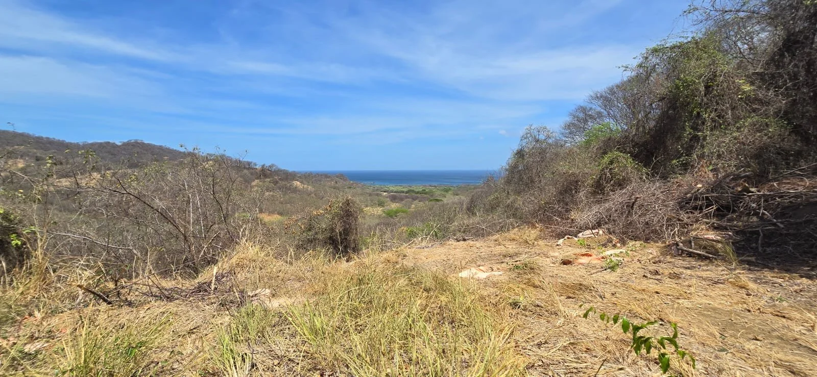 Dry, grassy trail in a hilly area with sparse trees, leading towards the ocean with blue sky and some clouds above.