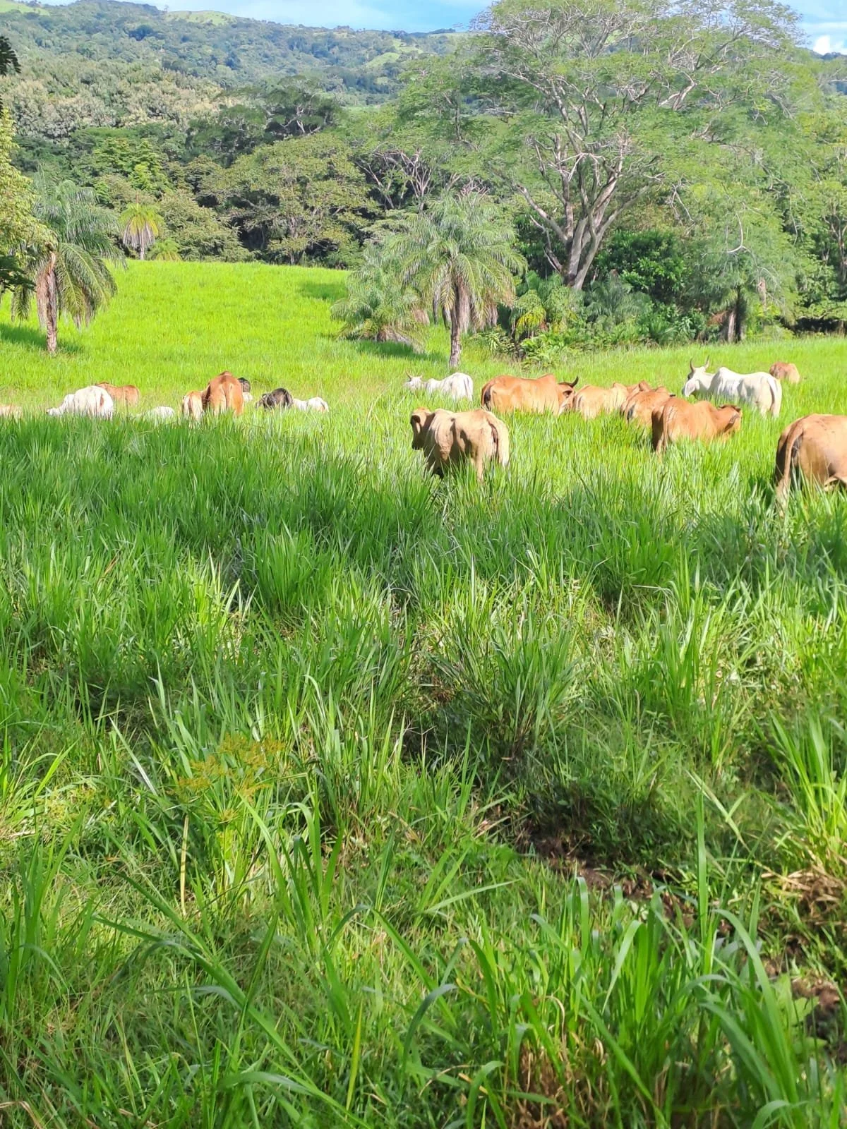 A lush green pasture with cows grazing and resting, surrounded by trees and hills in the background.
