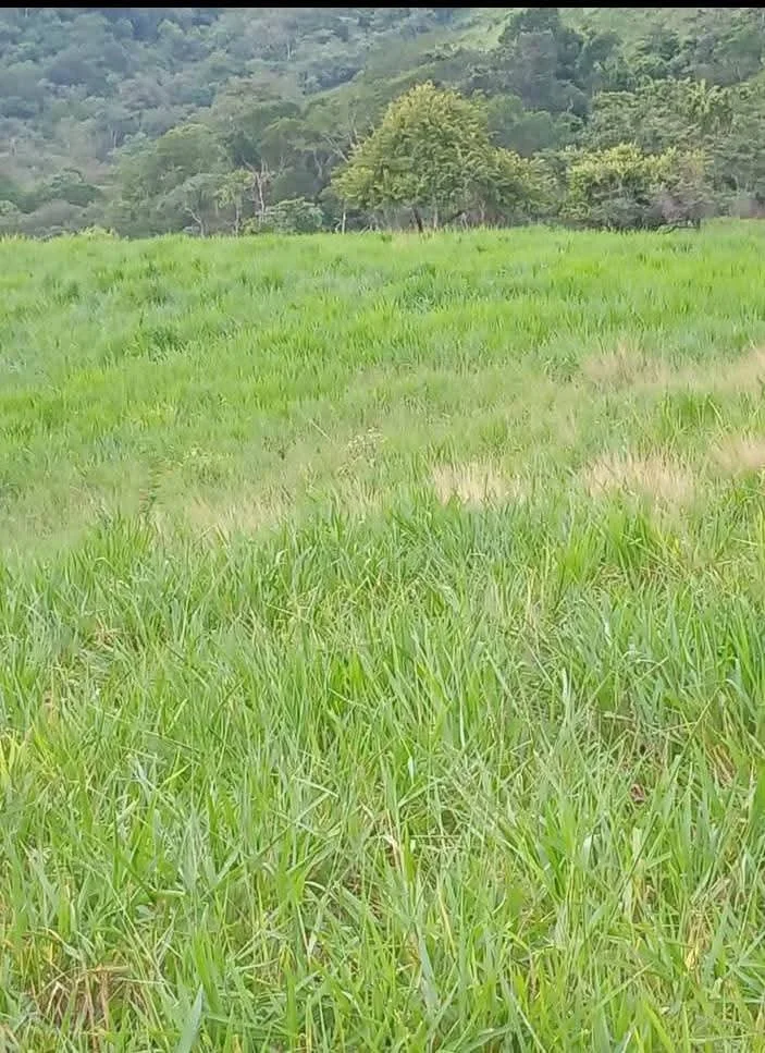 A green grassy field with trees and a forested hillside in the background.