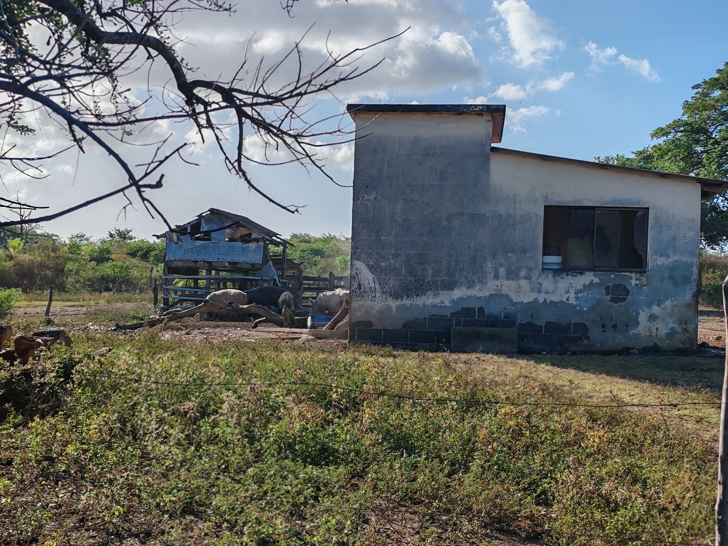 A partly weathered gray house with a single window in a rural setting, surrounded by dry grass, trees, and farm animals including cows.