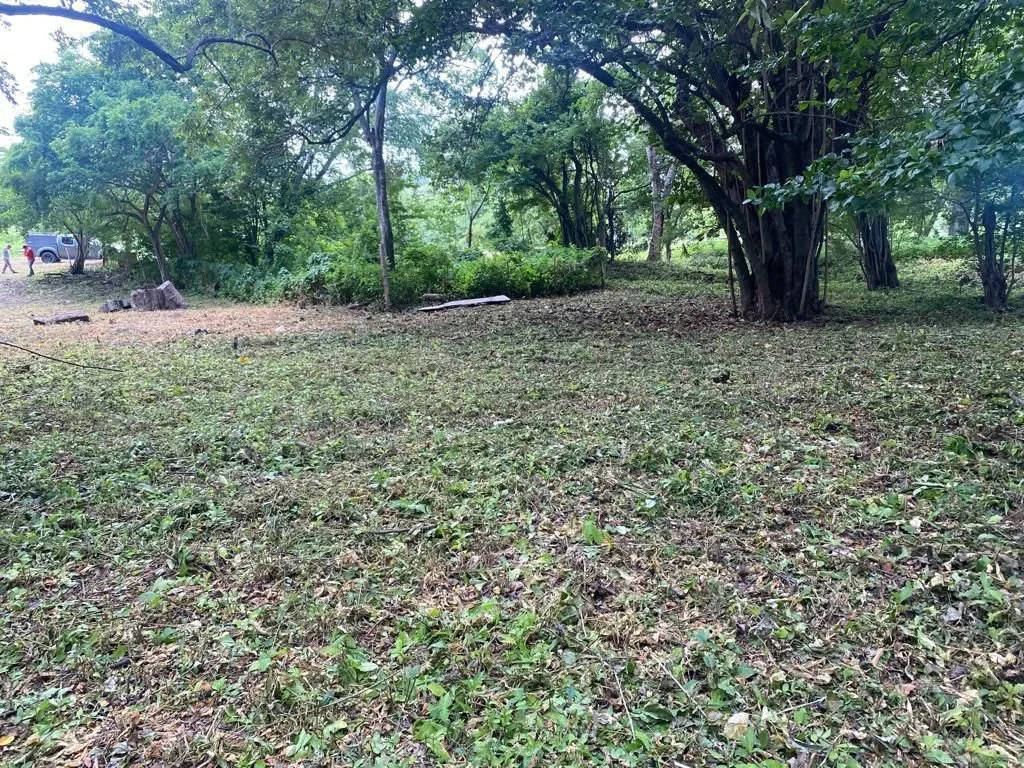 A grassy area with scattered trees and shrubs. In the background, there are a few people near a parked vehicle. The scene appears to be a park or a nature reserve.