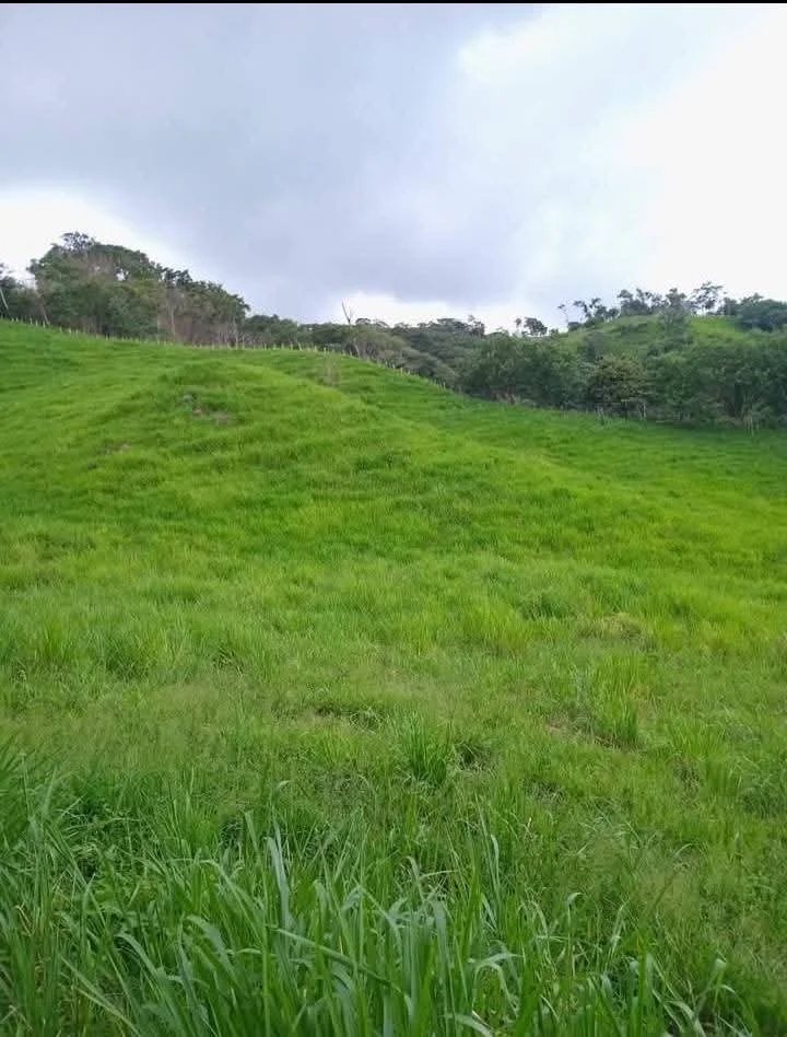 Green grassy hillside with trees in the background and a cloudy sky overhead.