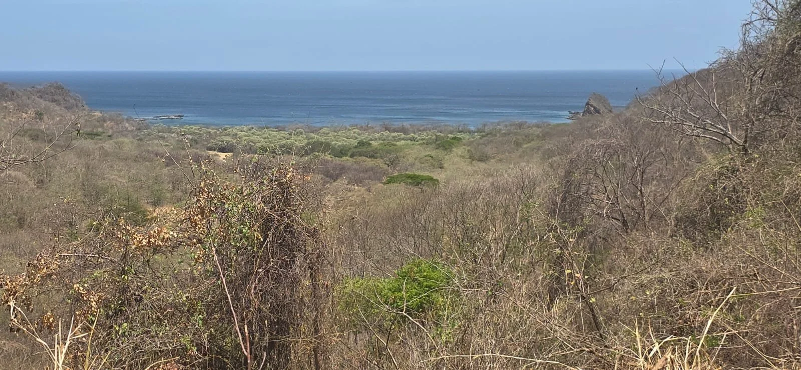 View of a coastline with dry brown bushes and trees in the foreground, green trees in the middle ground, and a blue ocean with a clear sky in the background.