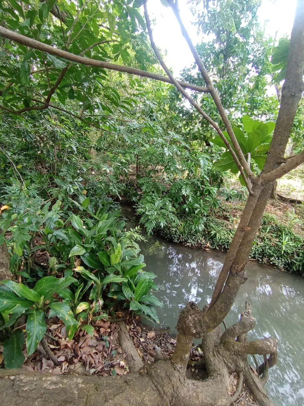 A small creek runs through a lush green area with dense foliage, including trees and bushes, surrounded by brown leaves on the ground.