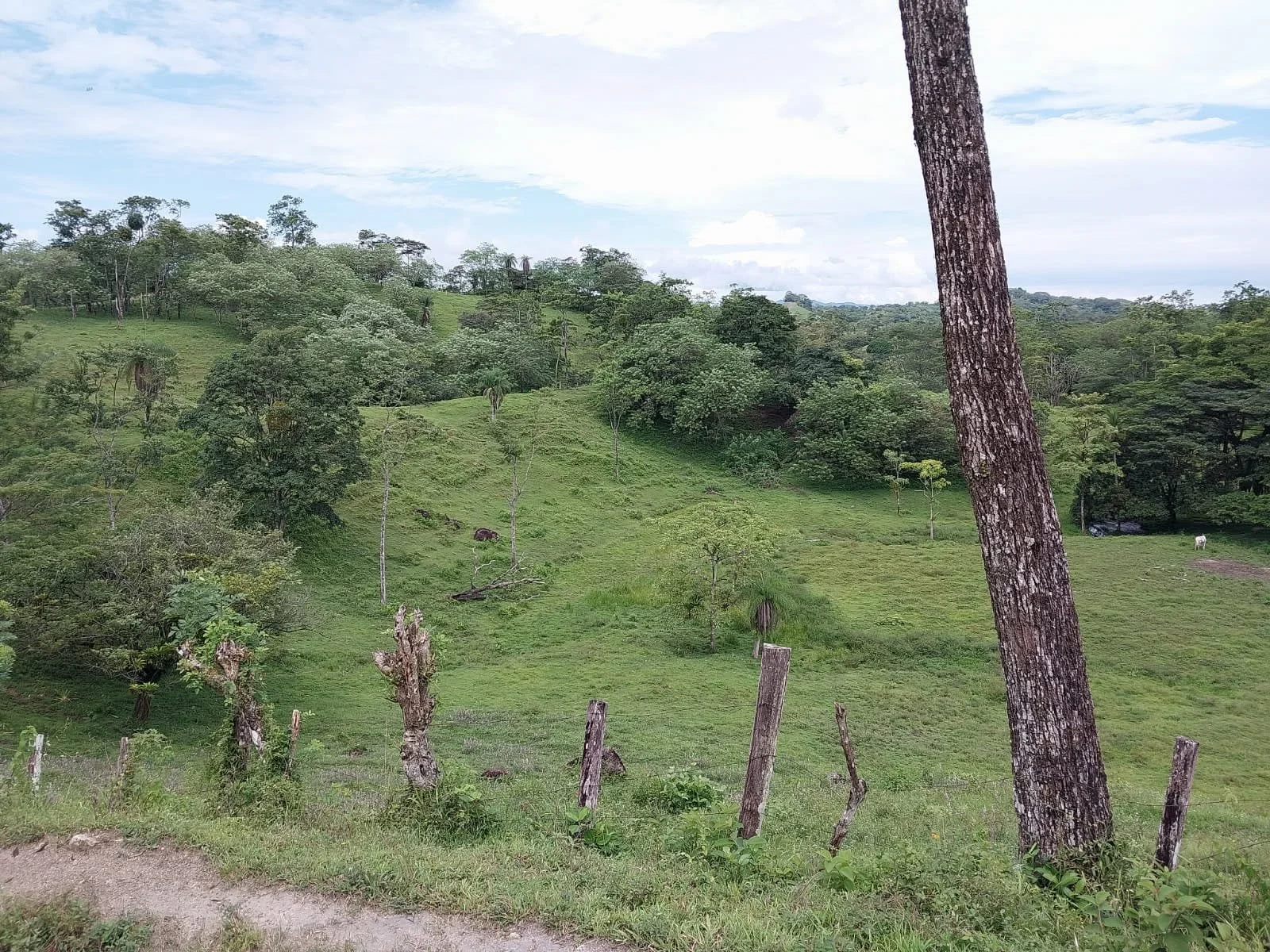 Green grassy hillside with scattered trees and a few animals, including a horse and a white cow, under a partly cloudy sky.