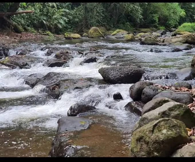 A flowing river with rocks and boulders, surrounded by lush green trees and foliage.