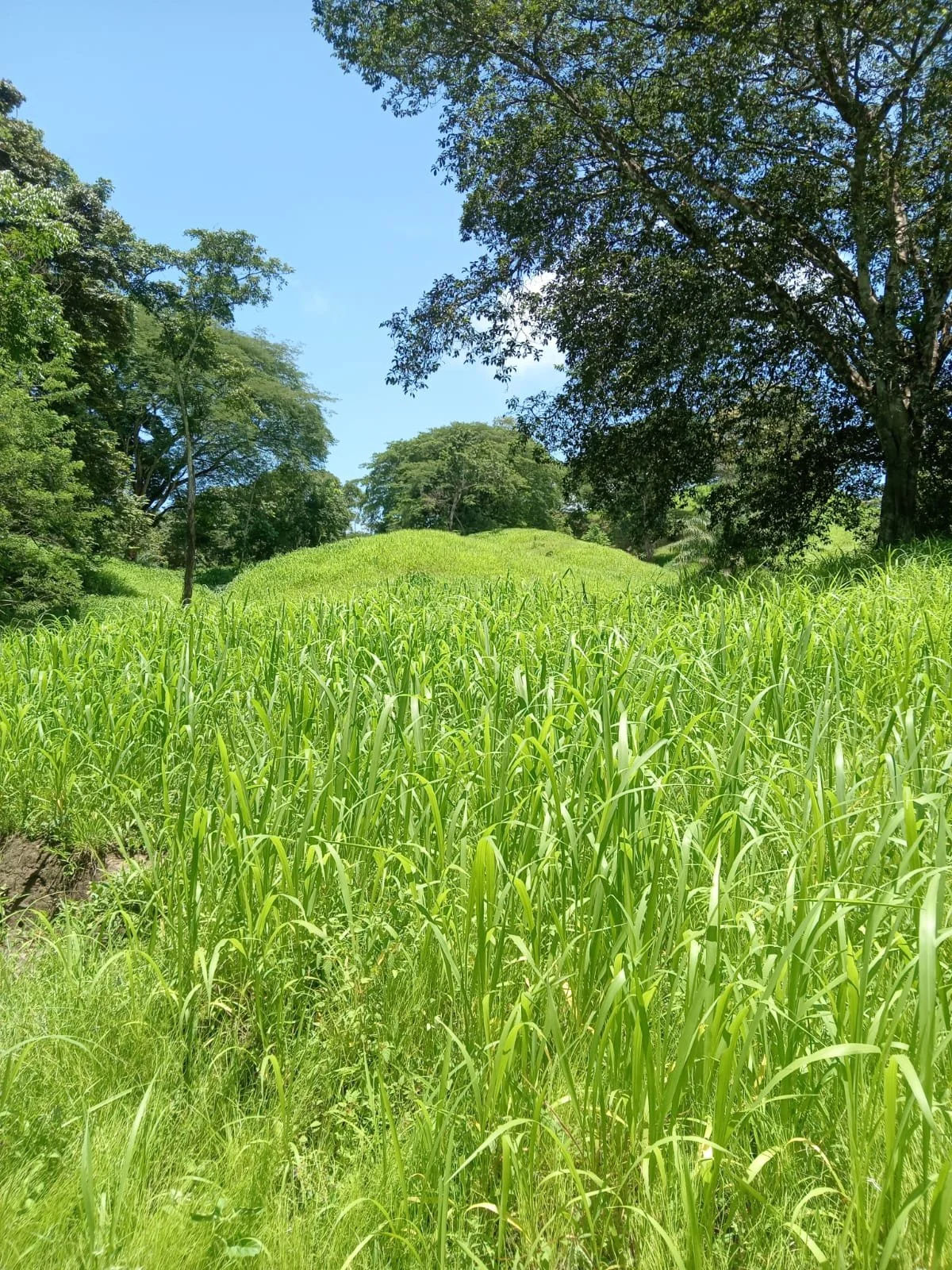 Lush green grass and trees under a bright blue sky in a natural outdoor setting.