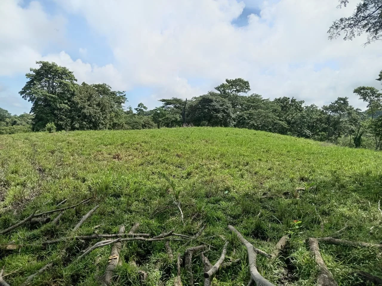 A grassy field with scattered trees under a blue sky with white clouds.