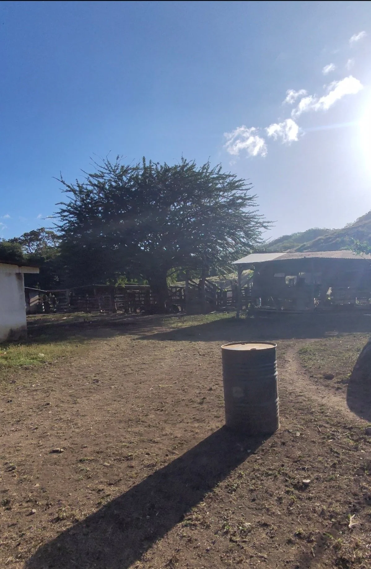 A rural outdoor scene with a large tree, a barrel casting a long shadow, a small building, and some structures in the background on a sunny day.