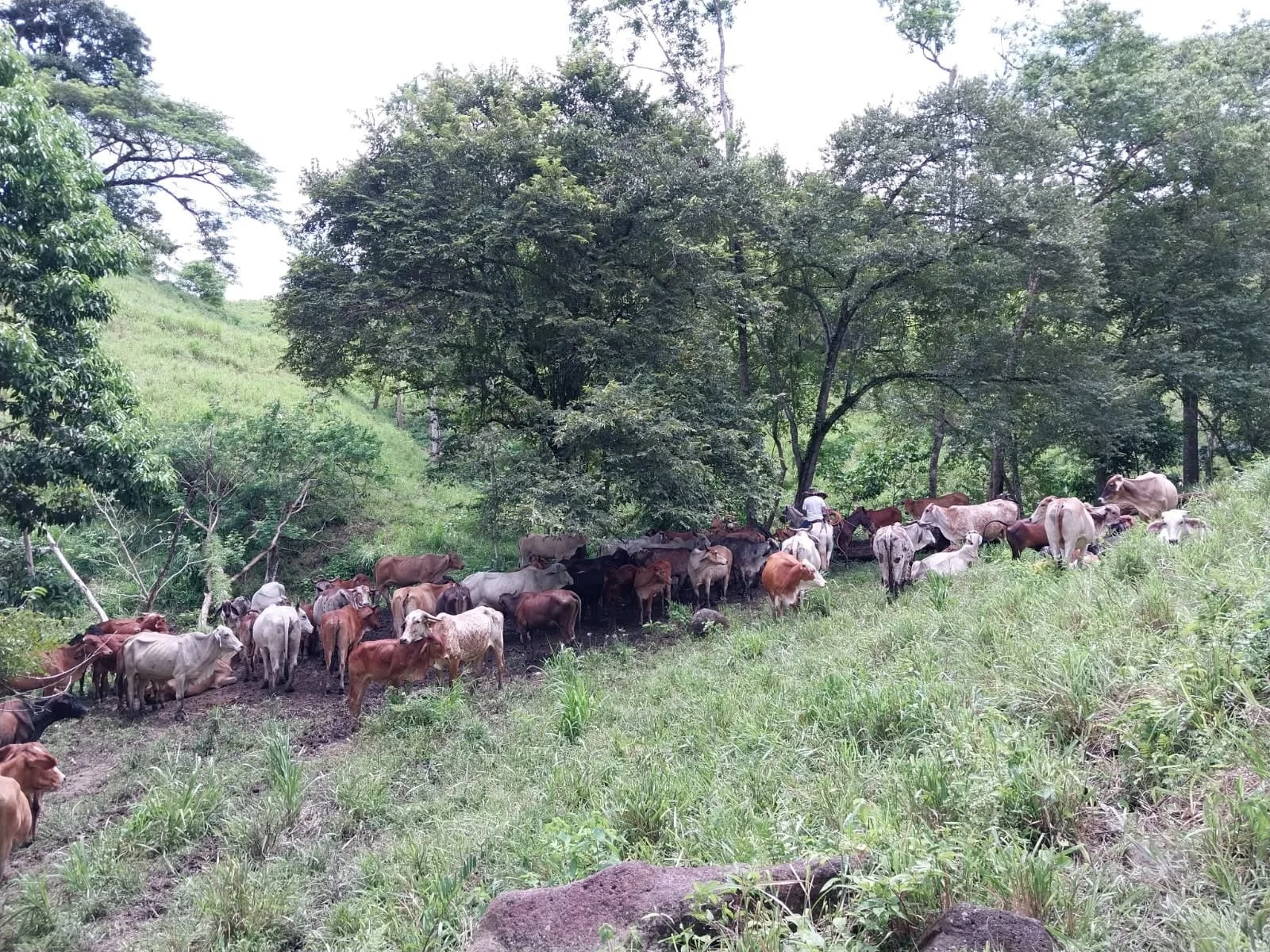 A herd of cows being herded through a grassy, wooded area.