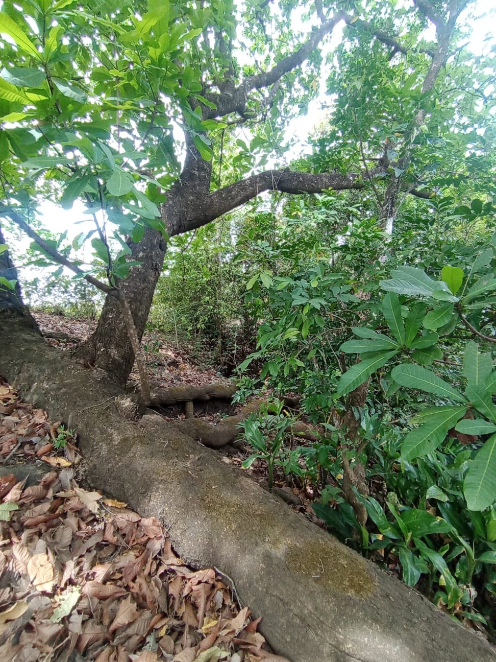 A forest scene with a large fallen tree trunk and green leafy trees surrounding it.