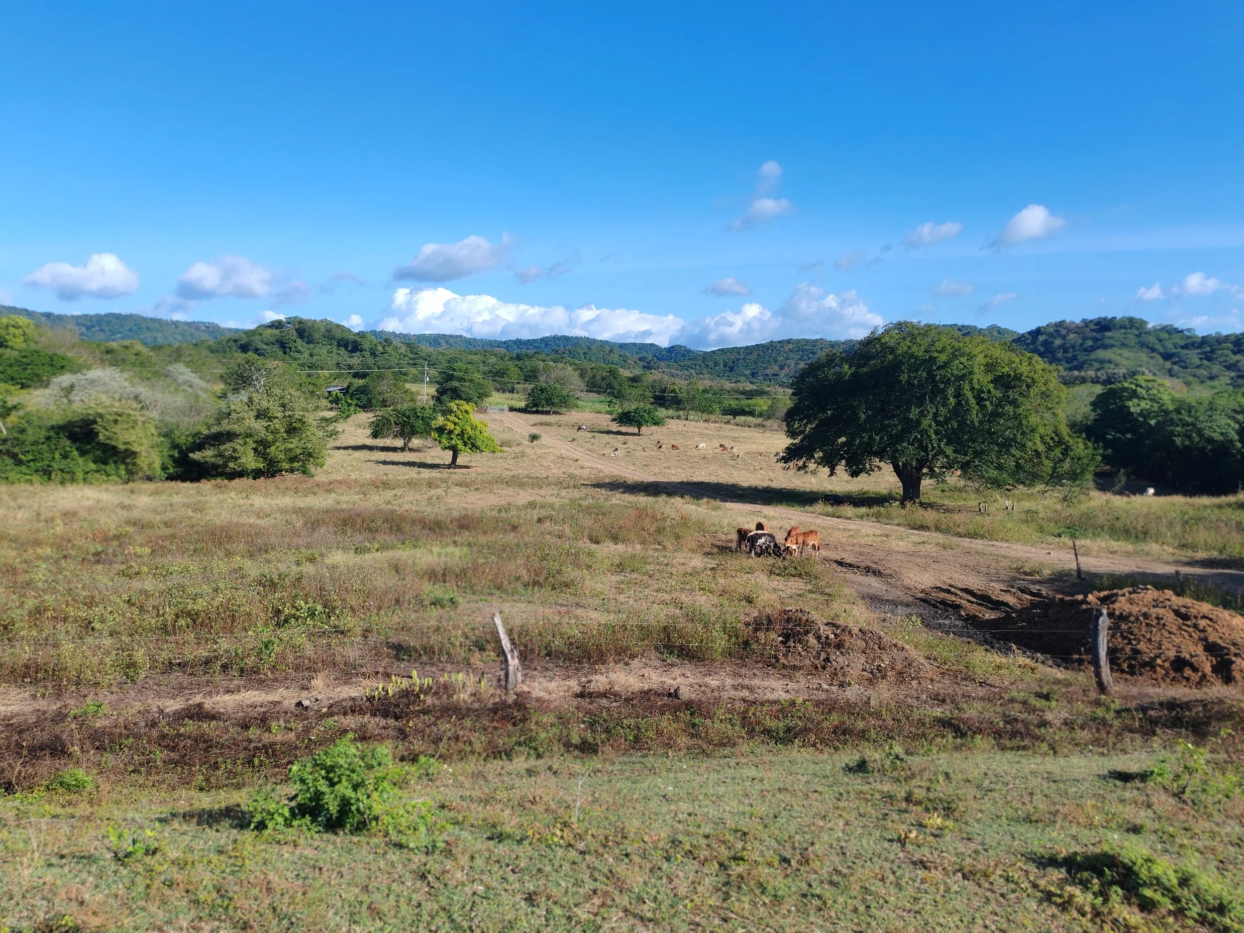 A rural landscape with a grassy field, several trees, cows grazing, and a mountain range in the distance under a blue sky with scattered clouds.
