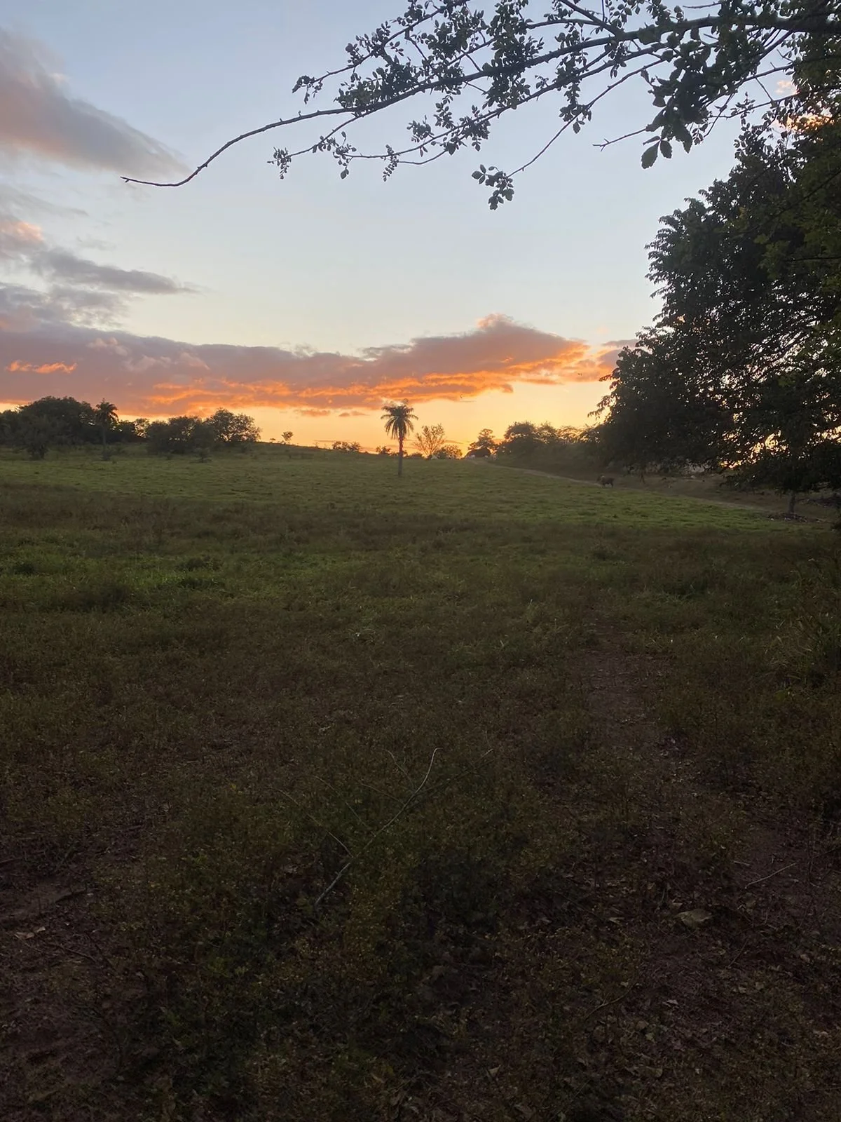 A landscape photo of a grassy field with trees under a colorful sunset sky, featuring clouds and a few palm trees.