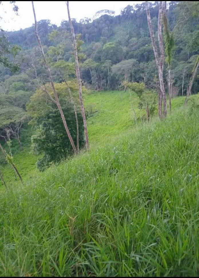 A lush green landscape with tall grasses, trees, and a distant forested hill under a cloudy sky.