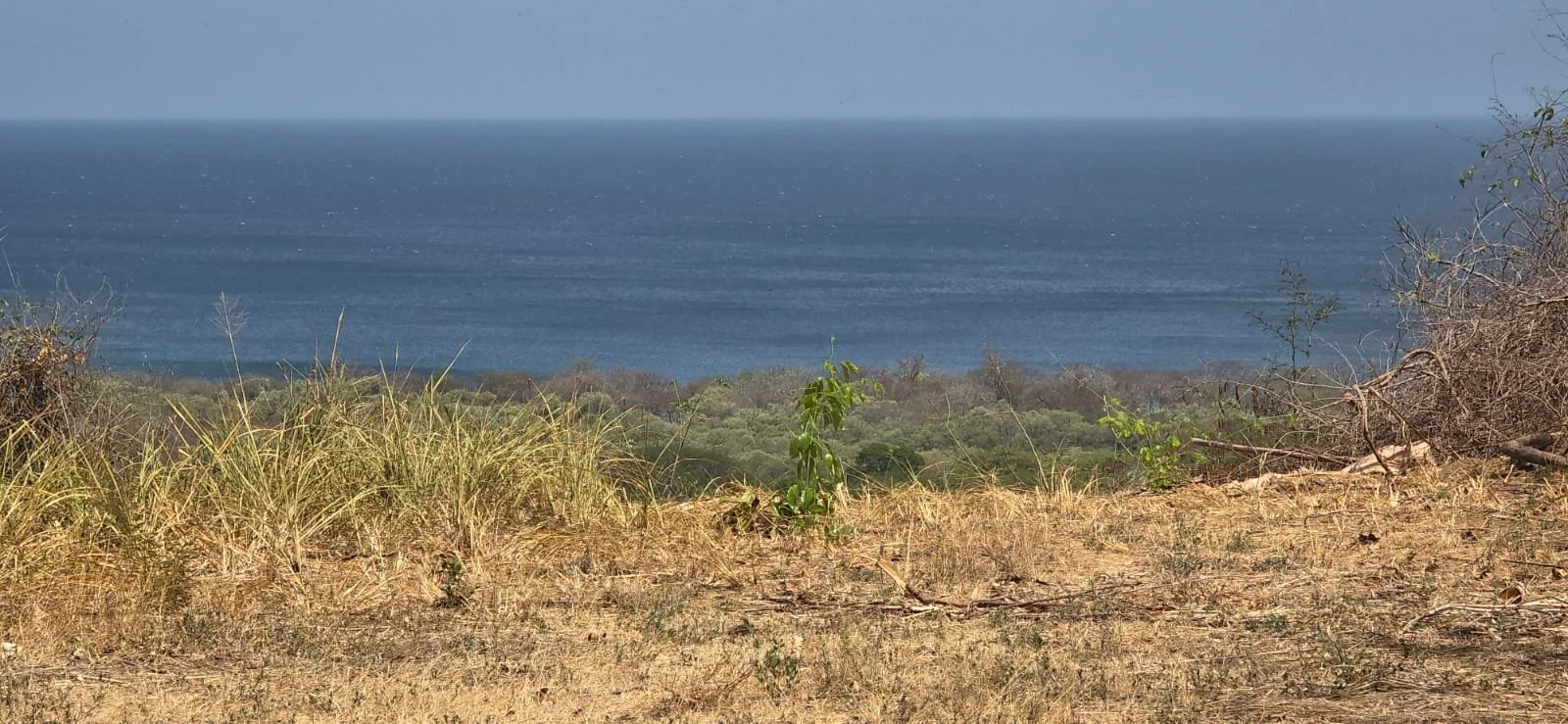 Dry grass and bushes in foreground, with a distant view of forested land and the ocean under a clear sky.