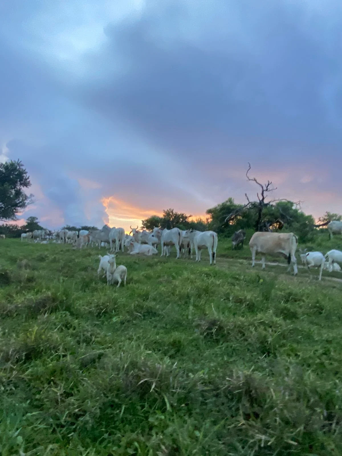 A herd of white cattle grazing on a grassy field during sunset under a partly cloudy sky with a tree in the background.