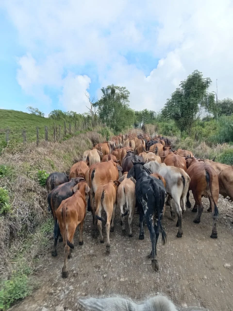 A herd of cattle walking on a dirt road through a rural area with trees and grass on either side.