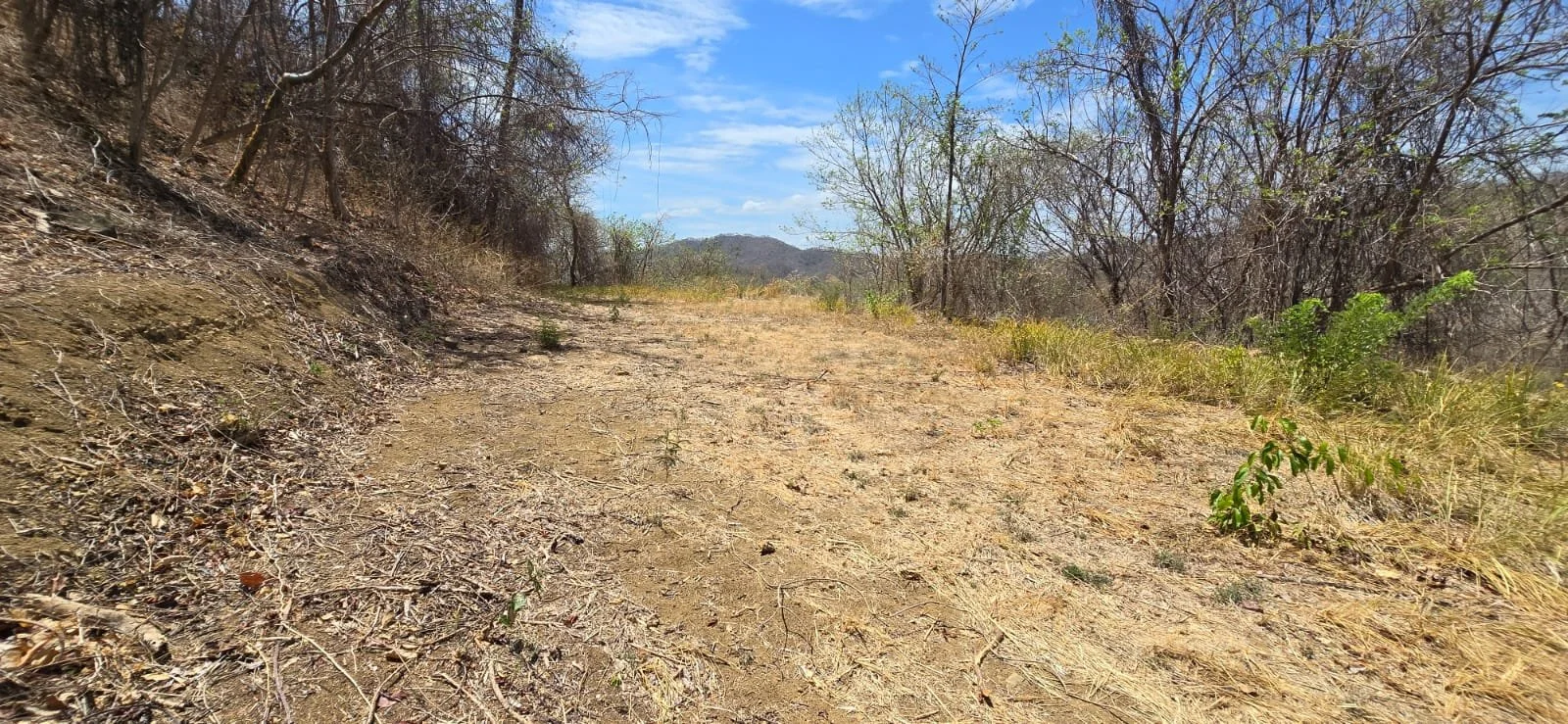 A dry, dirt hiking trail in a hilly, sparse forest with mostly leafless trees and a blue sky with some clouds.