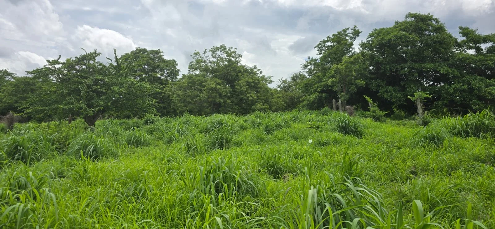 Lush green vegetation with tall grass and mature trees under a partly cloudy sky during daytime.