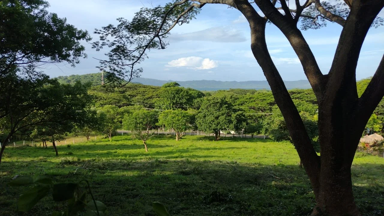A lush green landscape with trees and grass, a blue sky with some clouds, and mountains in the distance.