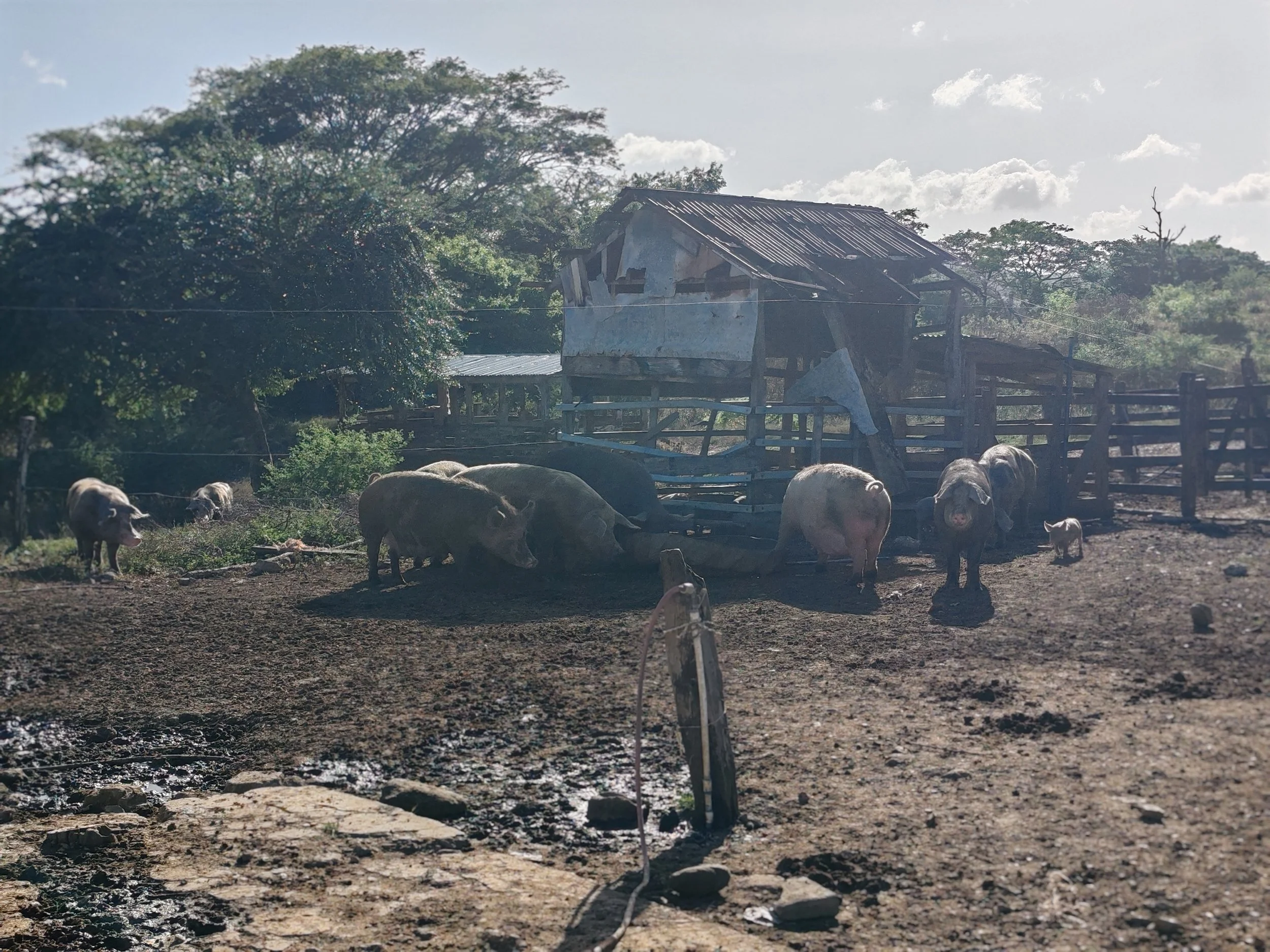 A farmyard scene with pigs and a small dog near a dilapidated barn under a partly cloudy sky.
