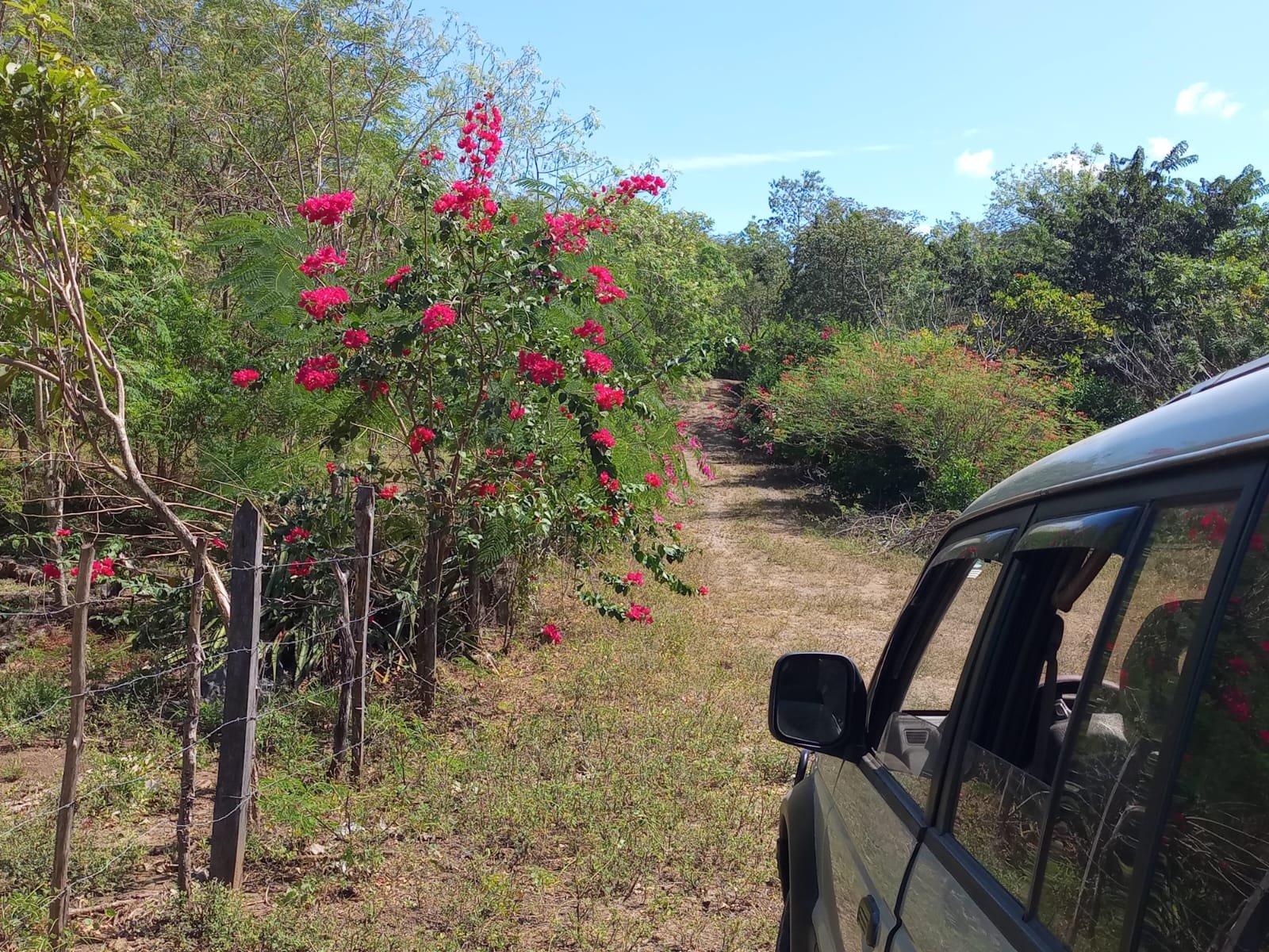 A dirt trail surrounded by green trees and bushes with pink flowers, a black fence runs along the left side, and a silver vehicle is partially visible on the right side of the image.