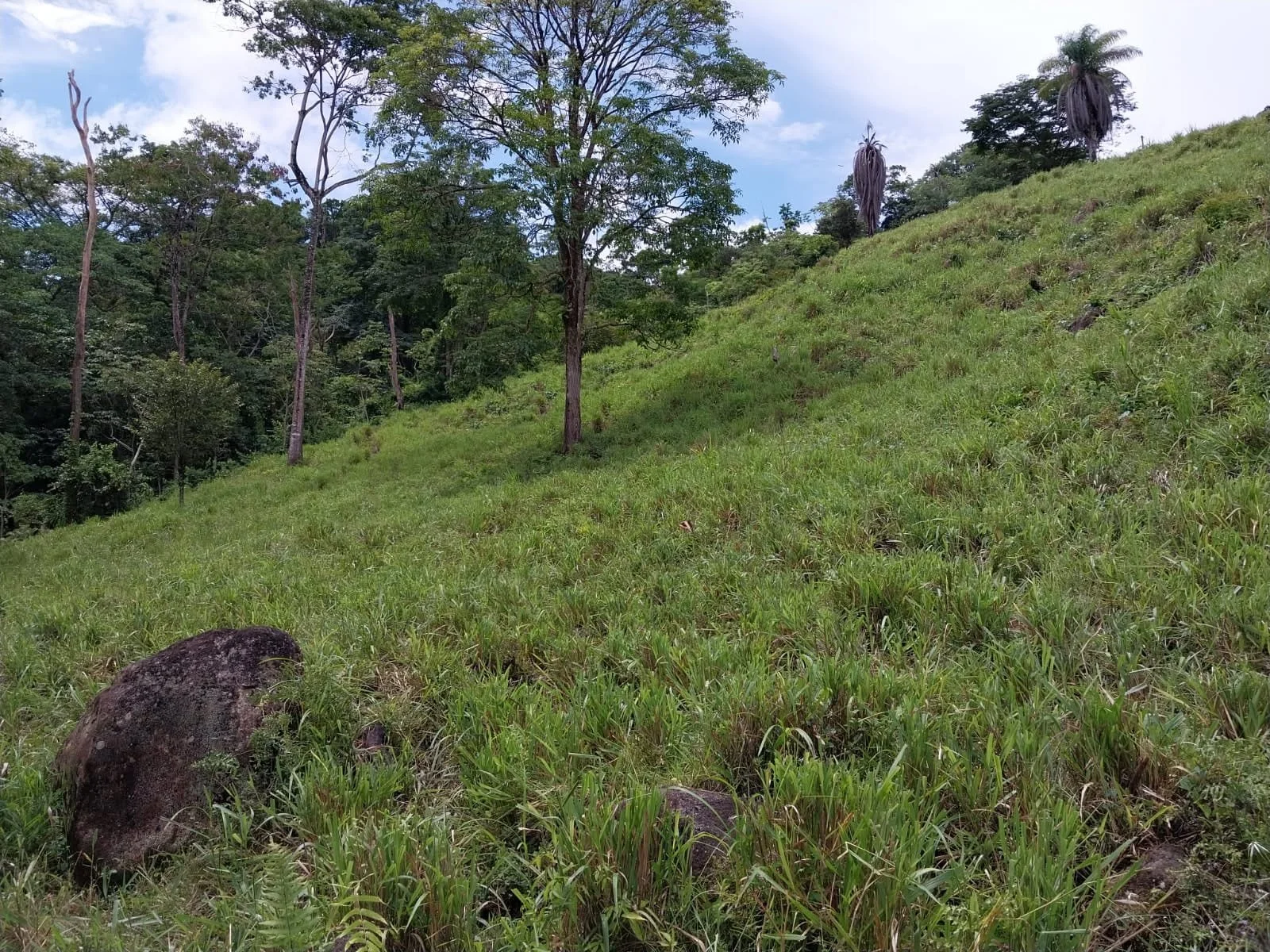 A grassy hillside with scattered trees and large rocks, with a dense forest in the background under a partly cloudy sky.