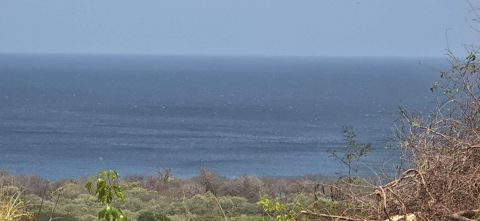 View of the ocean from a hillside with dry vegetation and some green plants in the foreground.