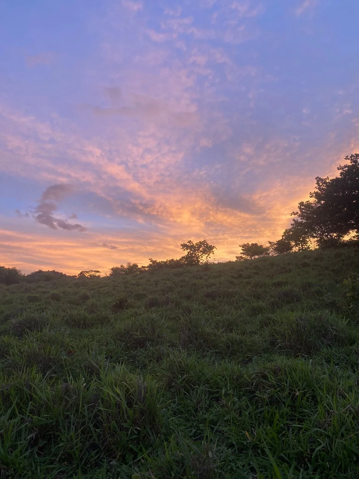Sunset with pink and purple clouds over green grassy hills and trees.