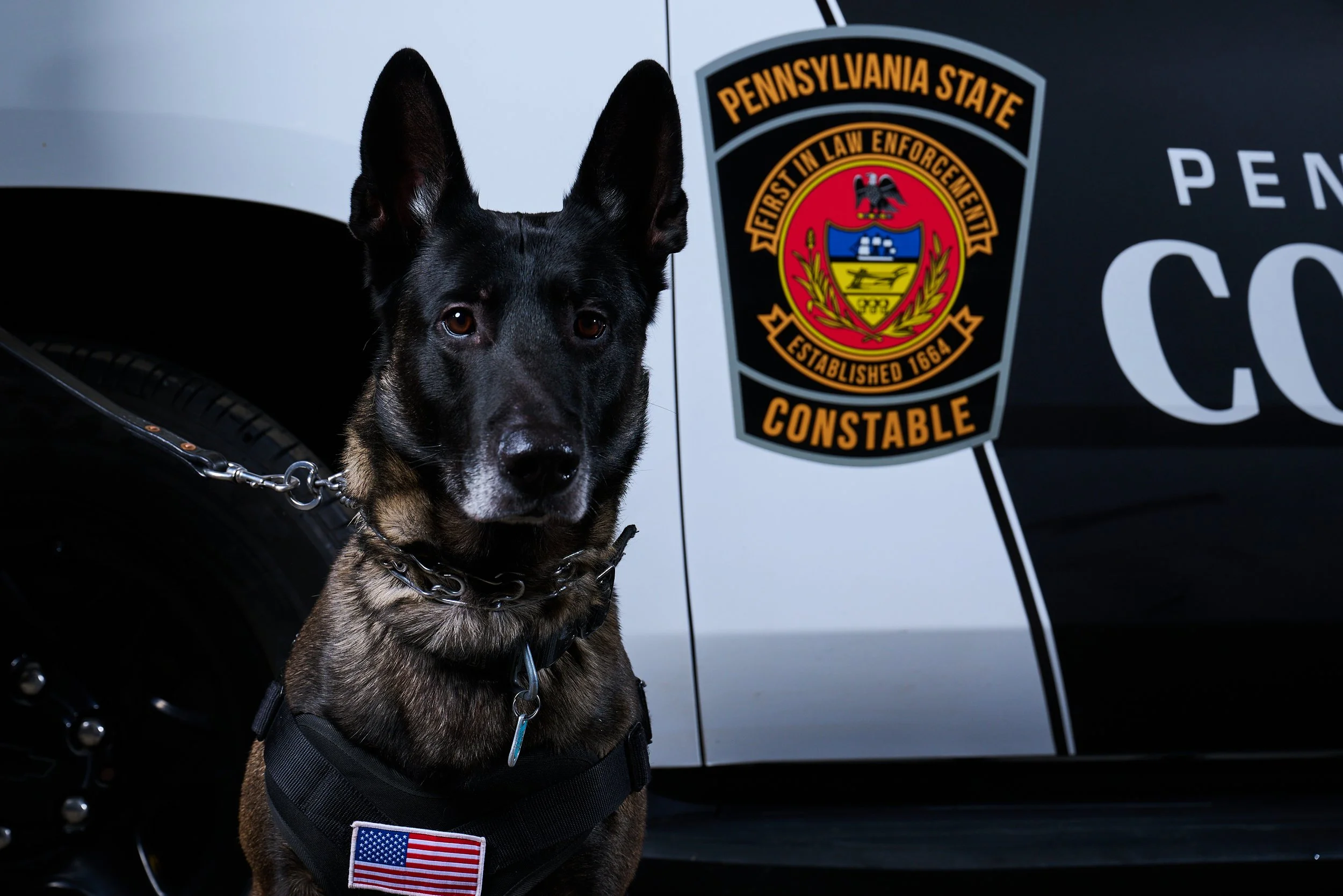 K-9 Blade! always ready to work!