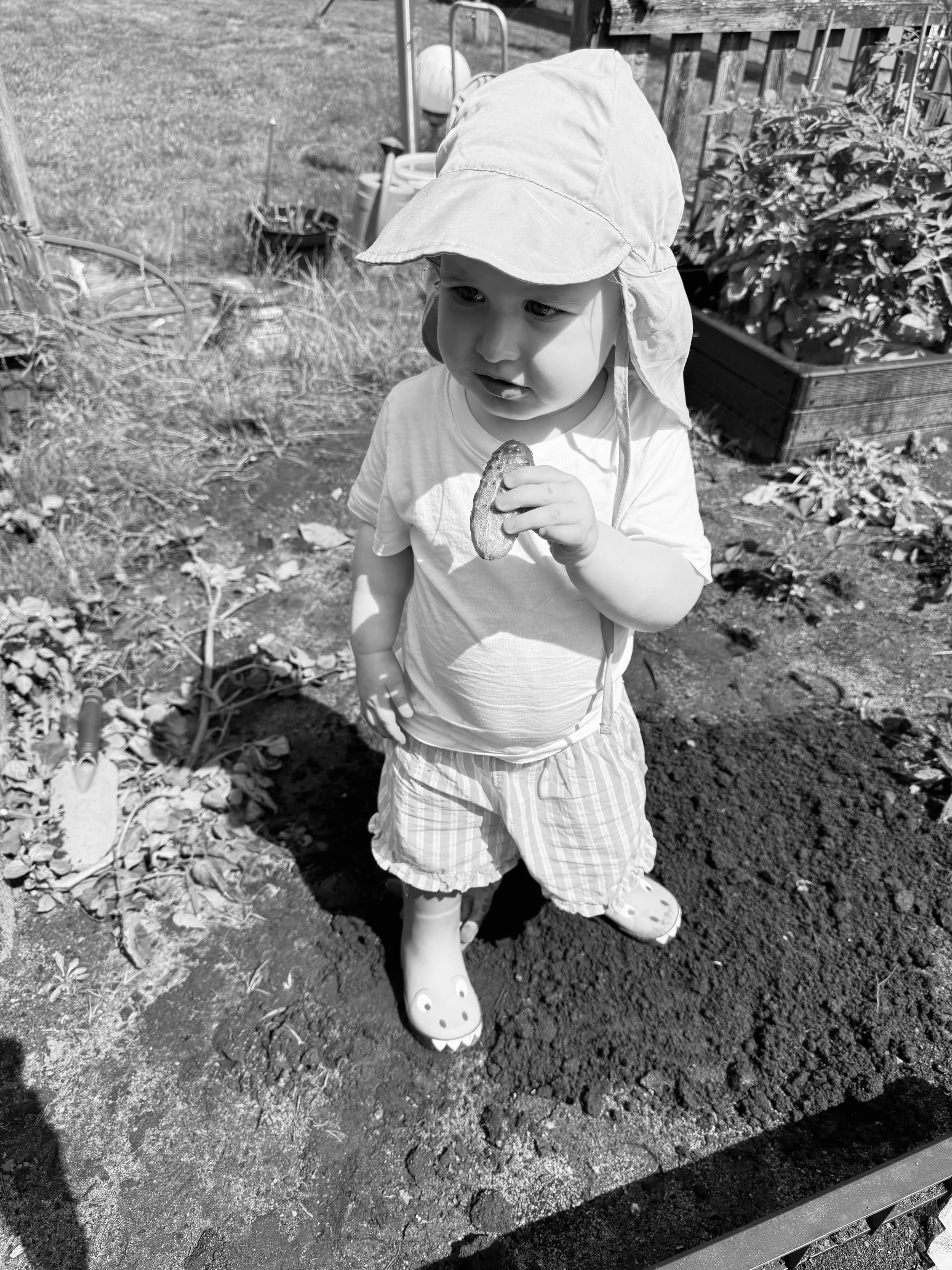 A young child wearing a sun hat, t-shirt, striped shorts, and dinosaur-themed shoes, stands outdoors in a garden holding a fresh organic cucumber.