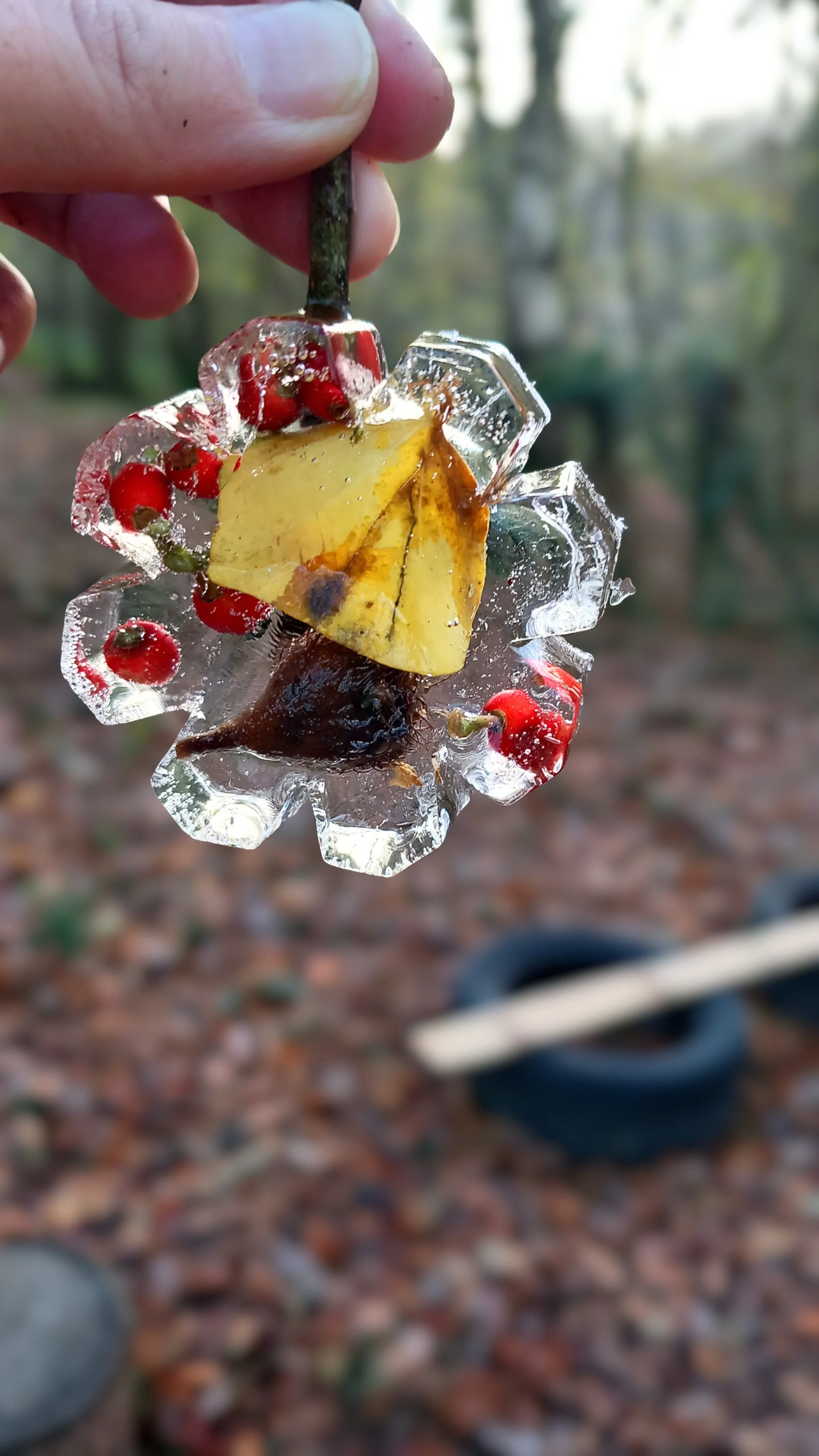 A piece of yellow leaf, red berries, and other plant debris encased in a clear piece of ice, held by a person's hand, with a blurred outdoor background.