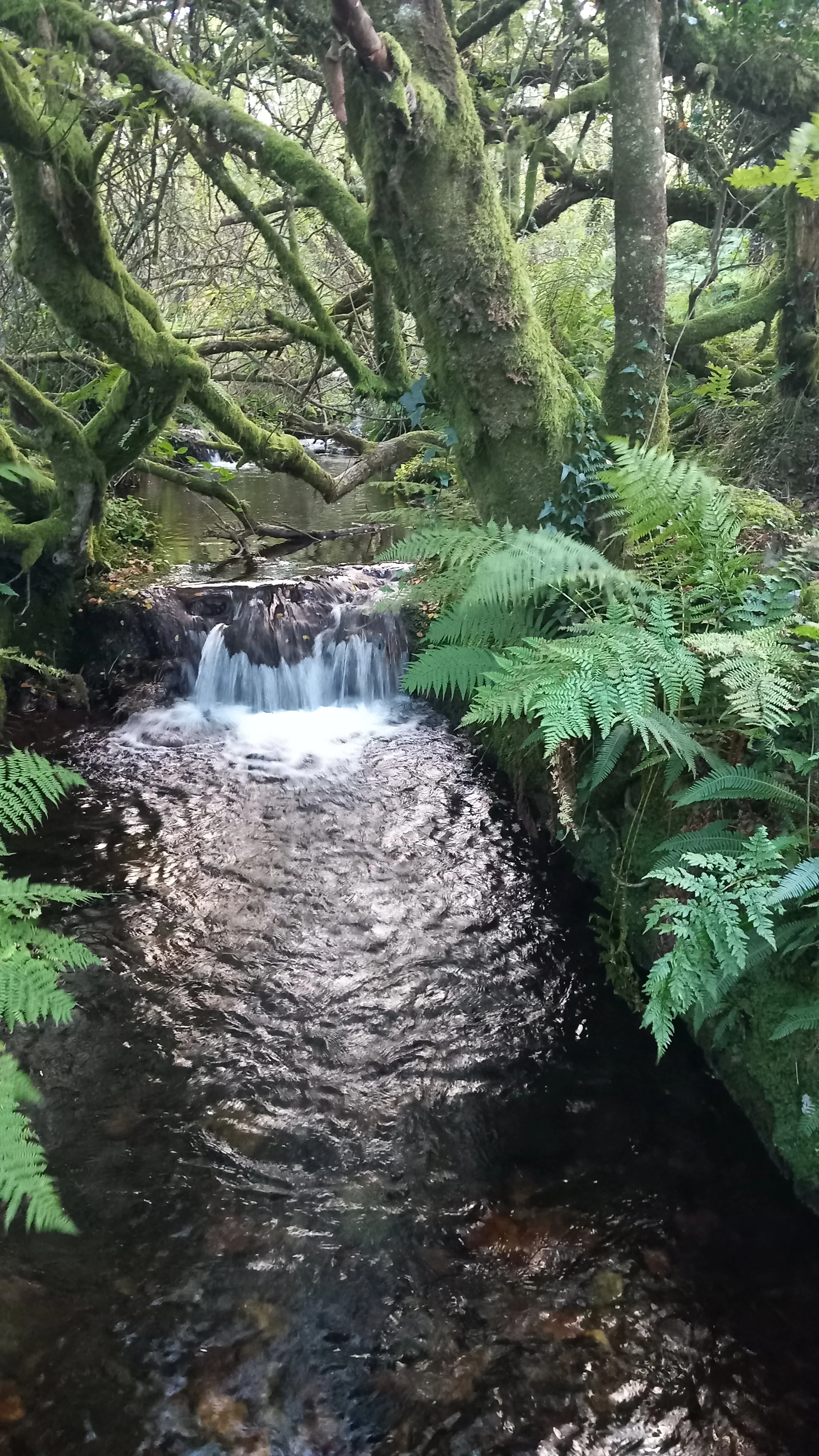 What first drew me towards nature-based wellbeing practices