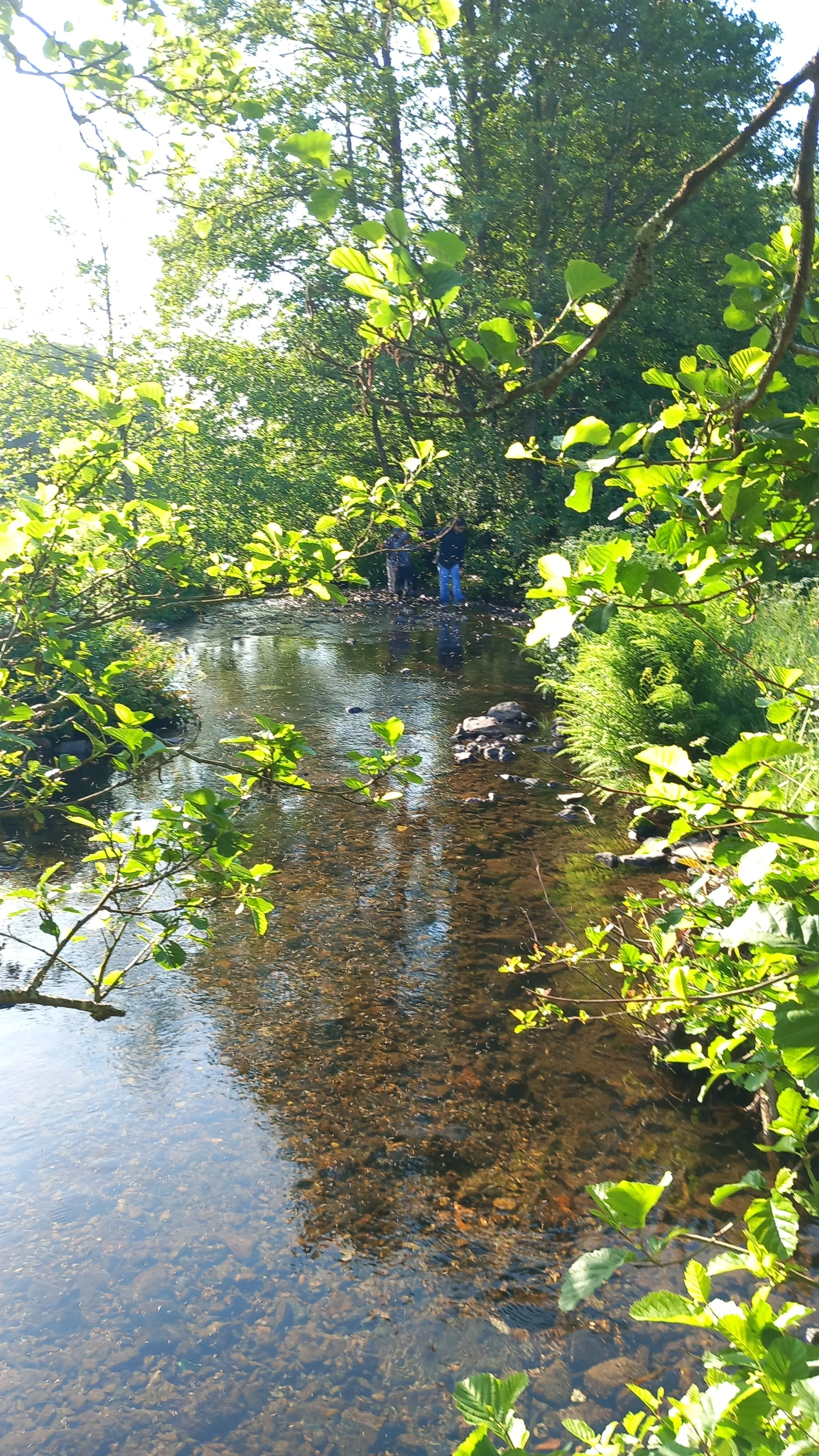 People standing in a shallow stream surrounded by lush green trees and foliage on a sunny day.