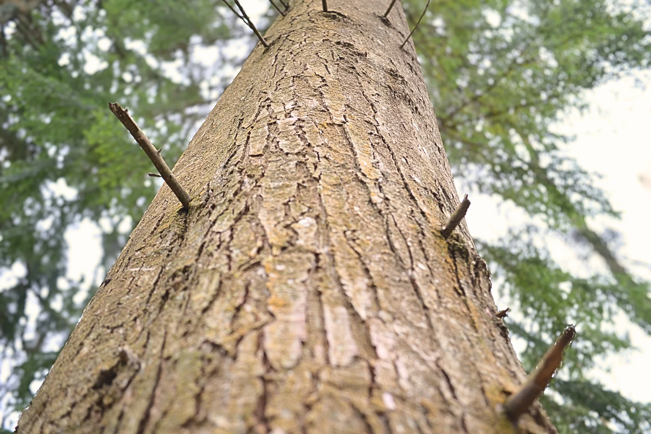 Close-up of a tree trunk with rough bark, looking upward towards the branches and leaves against the sky.