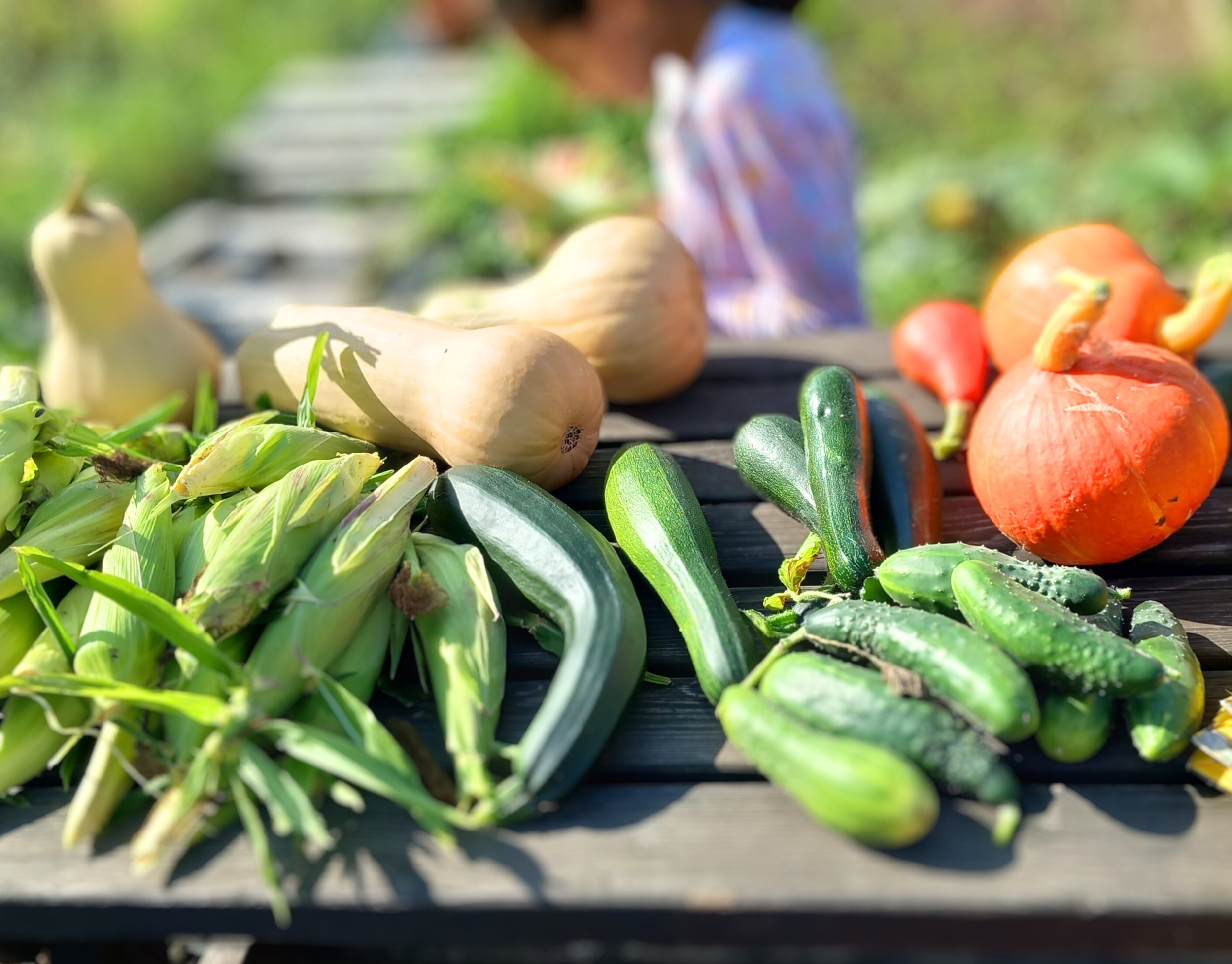 Fresh vegetables, including corn, squash, cucumbers, and pumpkins, arranged on a wooden table outdoors.