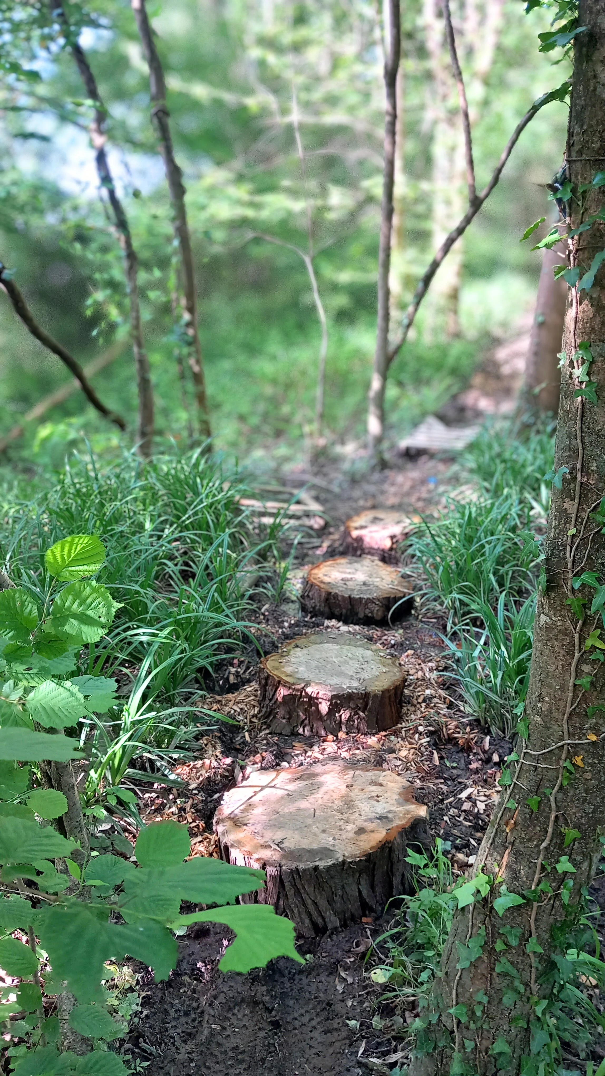 A dirt trail in a lush green forest with tree stumps arranged as stepping stones along the path.