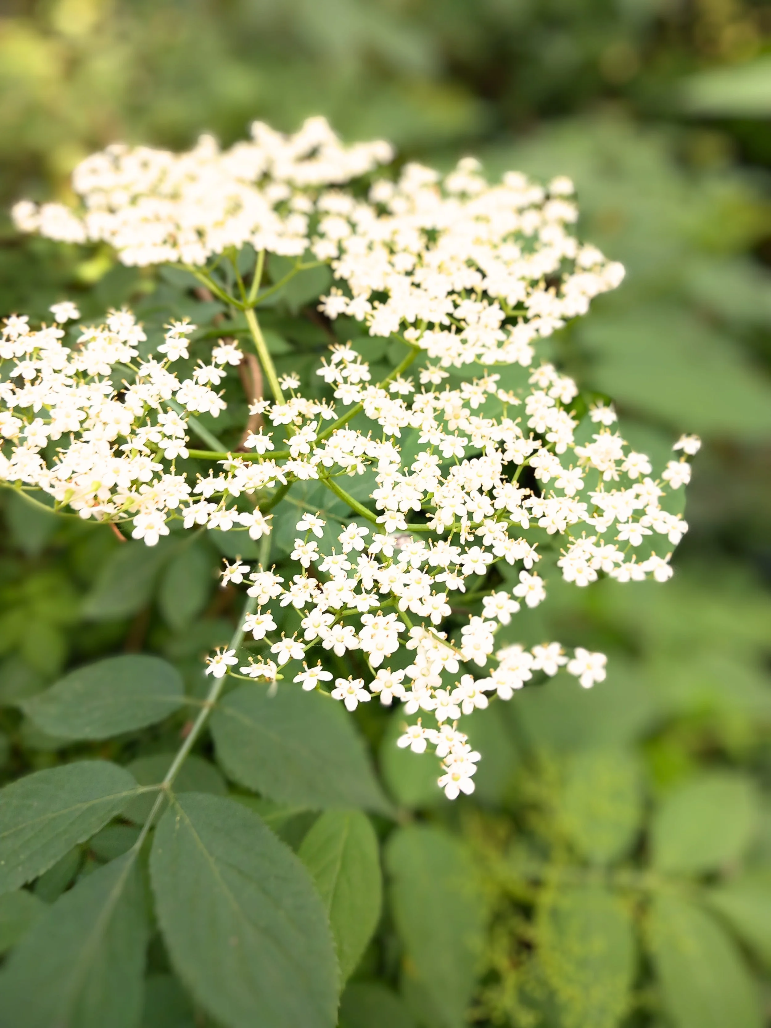 White flower cluster with green leaves in the background.