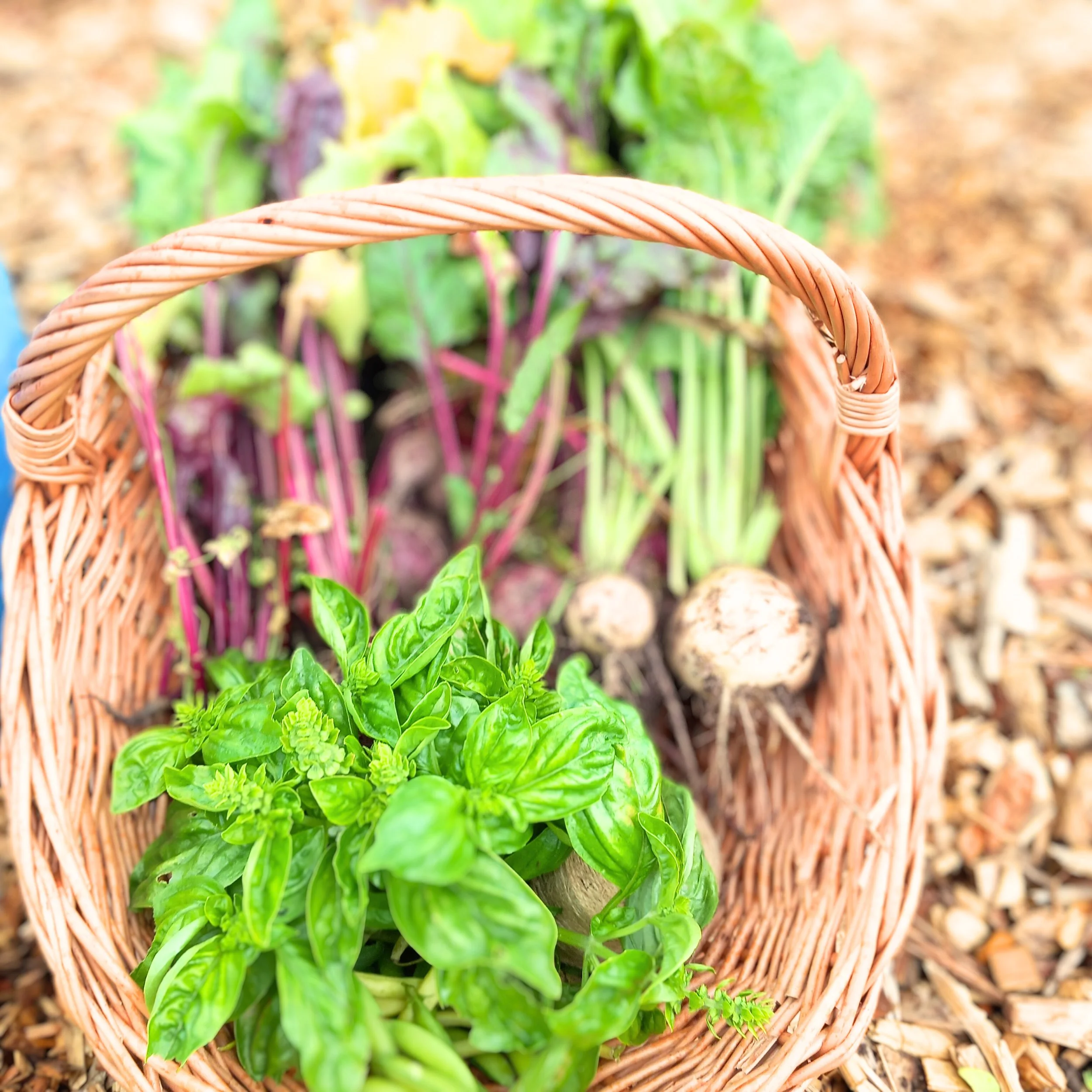 Basket of freshly harvested herbs and vegetables from an allotment garden