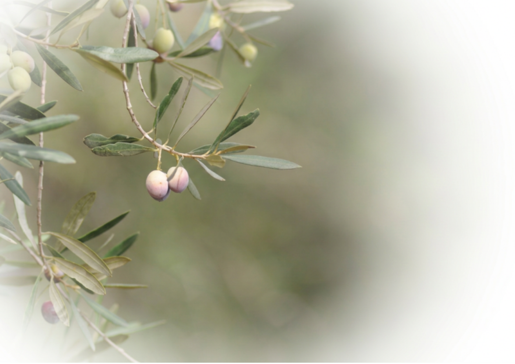 Close-up of an olive tree branch with green olives and elongated green leaves, with a blurred light green background.