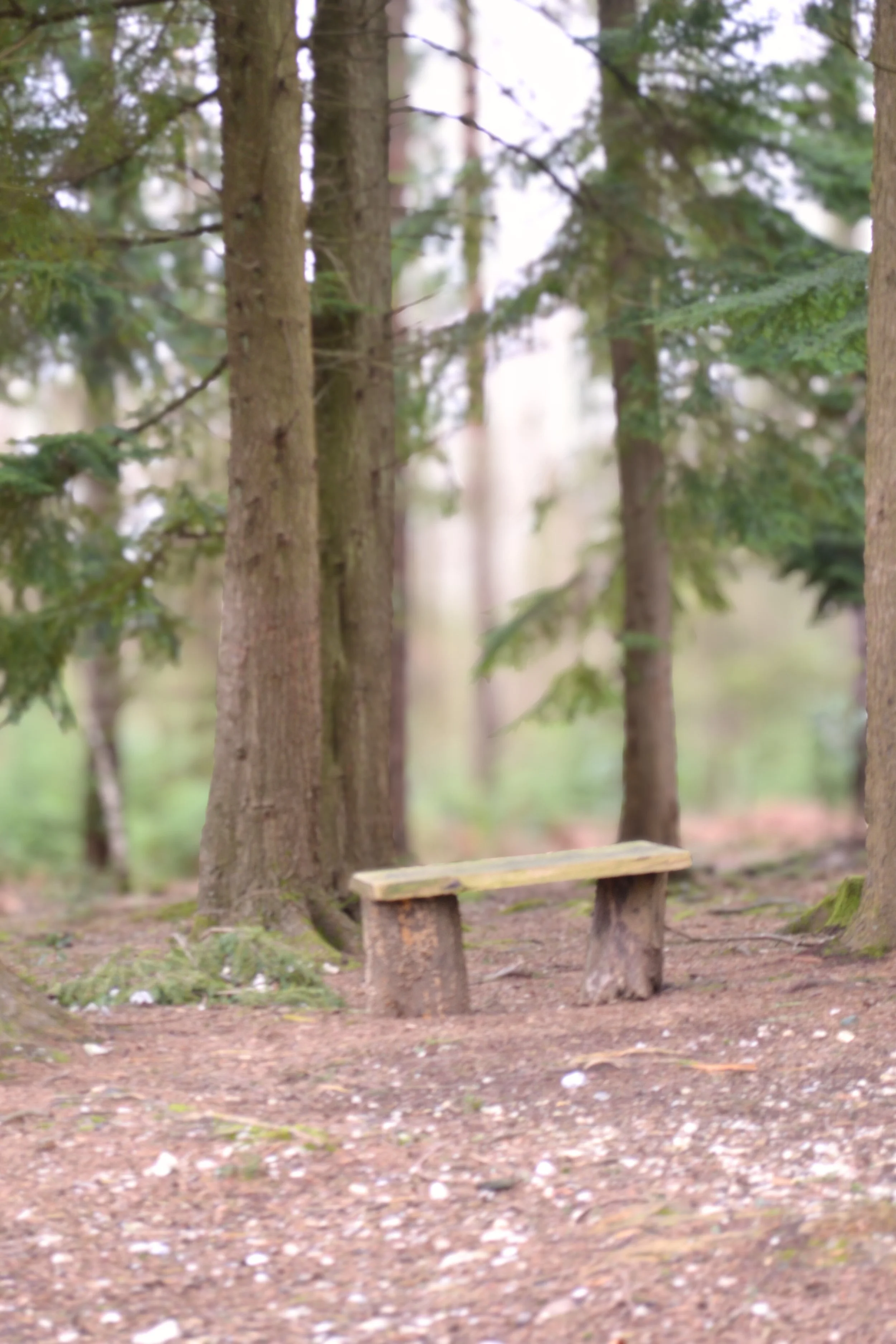 A wooden bench in a forest with tall trees and green foliage.