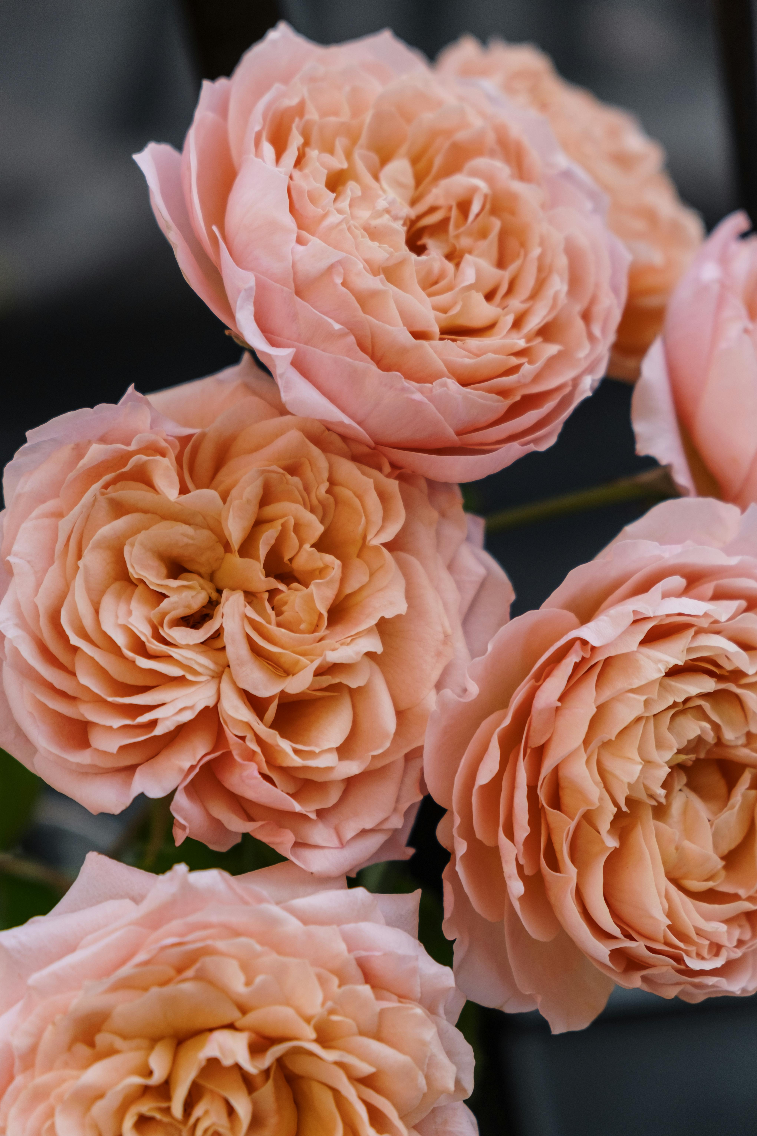 Close-up of several peach-colored roses in full bloom for mediumship and psychic readings. Spiritual counseling.