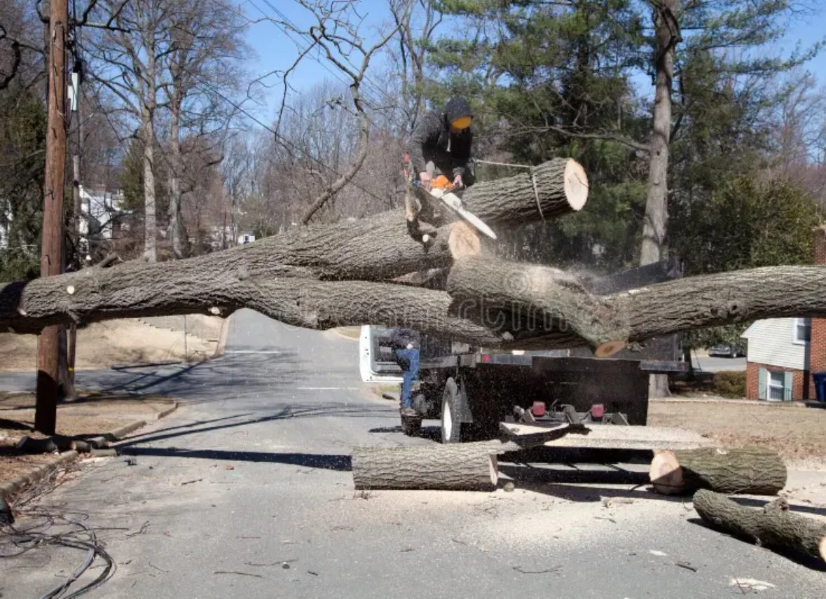 Tree Removal Services